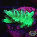 Acropora austera „Toxic“ WYSIWYG