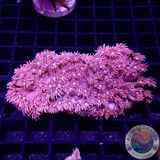 Goniopora spp. „2Face“ WYSIWYG