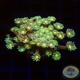 Goniopora spp. „Yellow Kiss“ WYSIWYG „AD Special“