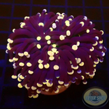Euphyllia cristata „Joker“ WYSIWYG