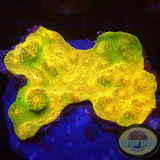 Echinophyllia spp. „Gold Rush“ WYSIWYG „AD Special“