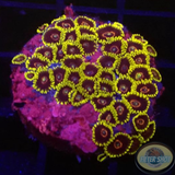 Krustenanemonen „Purple Hearts“ WYSIWYG „AD Special“