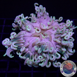 Macrodactyla doreensis WYSIWYG