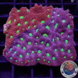 Favites spp. „Supreme Warrior“ WYSIWYG „AD Special“