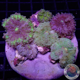 Ricordea yuma „Fungus“ WYSIWYG „AD Special“