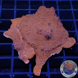 Montipora spp. „Bloody Orange“ WYSIWYG