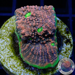 Echinophyllia spp. „Bazooka Joe“ WYSIWYG „AD Special“