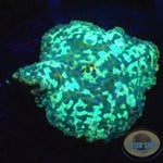 Discosoma spp. „BB“ WYSIWYG