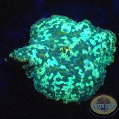 Discosoma spp. „BB“ WYSIWYG