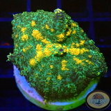 Rhodactis spp. „Gold Flake“