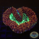 Lobophyllia spp. „Fuzzy Heart“ ♥️ WYSIWYG