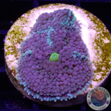 Ricordea florida „Rainbow“ WYSIWYG