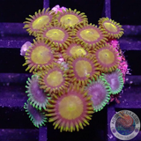 Krustenanemonen „King Midas Saphire“ WYSIWYG