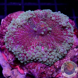 Ricordea yuma „Candy Jumbo“ WYSIWYG