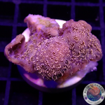 Pavona spp. „24K“ WYSIWYG