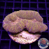 Lobophyllia spp. „24K“ WYSIWYG „AD Special“