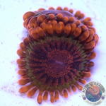 Krustenanemonen „Speckled Krakatoa“ AD Special