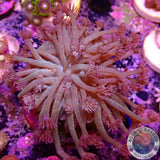Goniopora spp. „Lizard Flower“ WYSIWYG „AD Special“