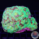 Favia spp. „Camo Master“ WYSIWYG „AD Special“