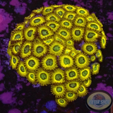 Krustenanemonen „Pikachu“ WYSIWYG „AD Special“