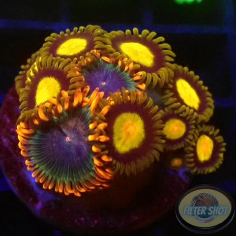 Krustenanemonen „King Afro“ WYSIWYG „AD Special“