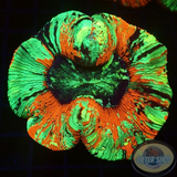 Trachyphyllia spp. „Bleeding Beast“ WYSIWYG