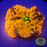 Ricordea florida „Shyne“ WYSIWYG „AD Special“