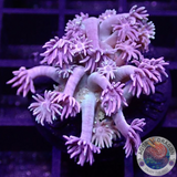 Goniopora spp. „Rainbow“