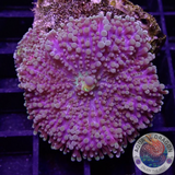 Ricordea yuma 🍭 „Jumbo Candy“ WYSIWYG „AD Special“