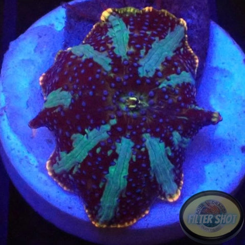 Discosoma spp. „Milky Way“ WYSIWYG „AD Special“