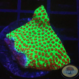Porites spp. „Grinch“