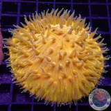 Fungia spp. „Sun Dome“ WYSIWYG „AD Special“