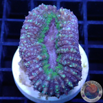 Lobophyllia spp. „UFO“ 🛸 WYSIWYG