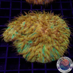 Fungia spp. „Plazma“ WYSIWYG