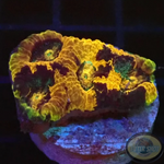 Acanthastrea echinata „Pumpkin Patch“ WYSIWYG „AD Special“