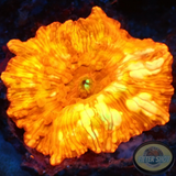 Discosoma spp. “Flame Bounce” WYSIWYG