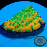 Montipora spp. „Gold Rush“ AD Special“