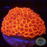 Goniopora spp. „Johnny Blaze“ WYSIWYG „AD Special“