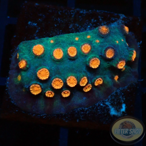 Cyphastrea spp. „Jingle Orange“ WYSIWYG