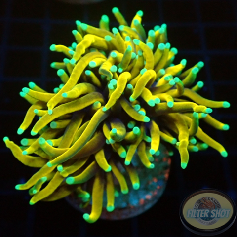 Euphyllia glabrescens „Master Torch“ WYSIWYG