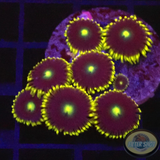 Krustenanemonen “Blue Steel” WYSIWYG