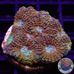 Acanthastrea echinata „True Eyes“ WYSIWYG „AD Special“