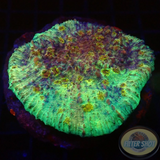 Echinophyllia spp. „Indigo“ WYSIWYG „AD Special“