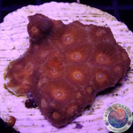 Favia spp. „Tectonic“ WYSIWYG