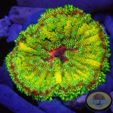 Stichodactyla tapetum WYSIWYG