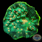 Mycedium spp. „Galactic Jump“ WYSIWYG „AD Special“