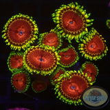 Krustenanemonen „Chili“ 🌶️ WYSIWYG