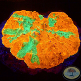 Echinophyllia spp. „Nacho Cheese“ WYSIWYG „AD Special“