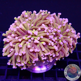 Euphyllia paraglabrescens „24K Solid Bar“ WYSIWYG