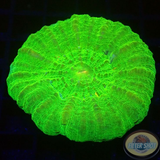 Homophyllia australis „Toxic Donut“ WYSIWYG